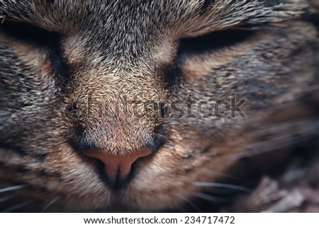 Muzzle cat photographed close. Toned.