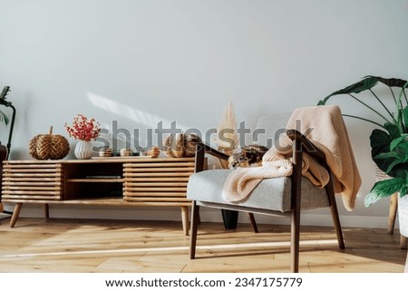 Stylish modern Scandinavian interior of living room with seasonal autumn decor on the wooden console and sleeping cat on the armchair in sunset light. Cozy home interior design with a fall mood. Royalty-Free Stock Photo #2347175779