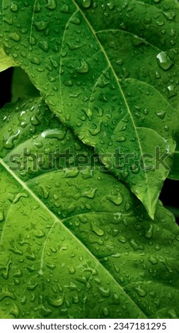 Nature background of green leaves with dew drops. 9:16 Image wallpaper. Phone Home screen wallpaper