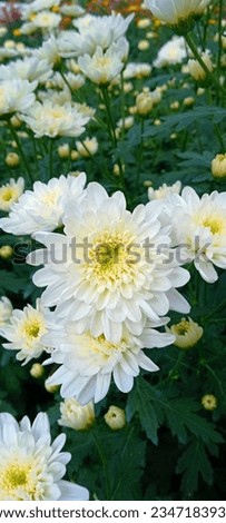 Beautiful white chrysanthemum flowers with green leaves in the garden
