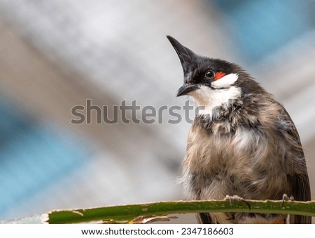 Vibrant red whiskered bulbul, native to South Asia. Its distinctive red markings and melodious calls make it a delightful sight in gardens and forests.
