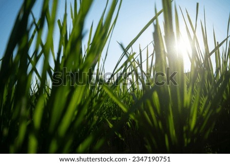 Pictures of green rice and sunshine