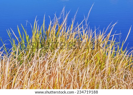 Background - reeds against the river in autumn