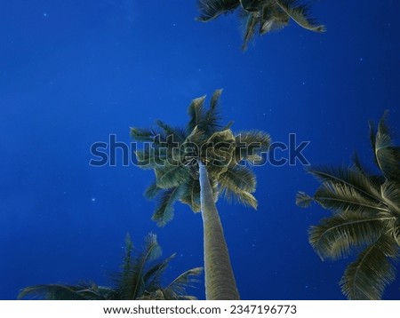 Low angle shot coconut trees with blue night starry sky. Stars in the blue nigh sky.