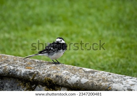 close up portrait of a pied wagtail Motacilla Alba perched on a wall with grass in the background