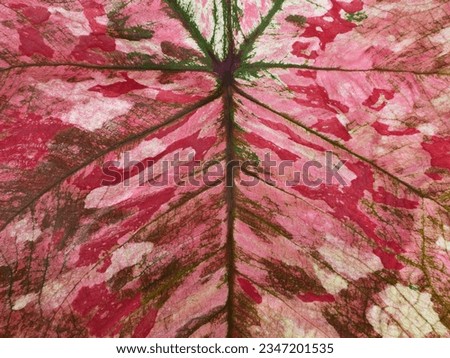 close up spotted leaf texture, leaf of Fancy Leaf Caladium ( Caladium bicolor (Aiton) Vent. ), Queen of foliage plants