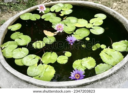 a photography of a pot filled with water lilies and green leaves, cauldron of water lillies and green leaves in a pot.