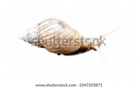 a photography of a snail crawling on a white surface, snail with a shell on its back on a white background.