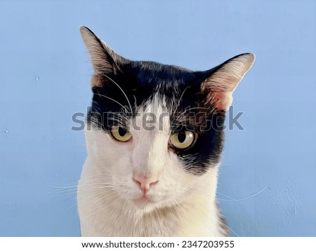 a photography of a black and white cat with green eyes, egyptian cat with green eyes looking at the camera.
