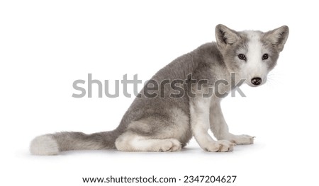 Adorable grey with white polar fox aka Vulpes Lagopus, sitting up side ways. Looking towards camera. Isolated on a white background.