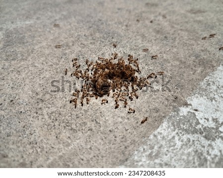 a bunch of ants swarm the carcass of worms
