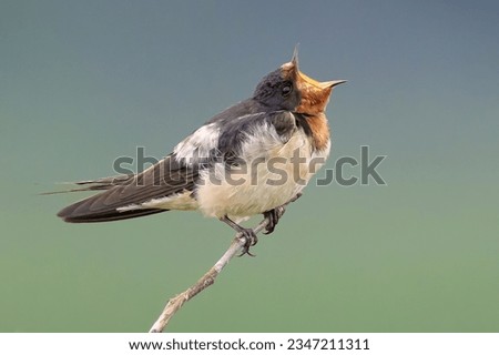 Juvenile Barn swallow waiting for parent to come back to feed. Open Wide. Royalty-Free Stock Photo #2347211311