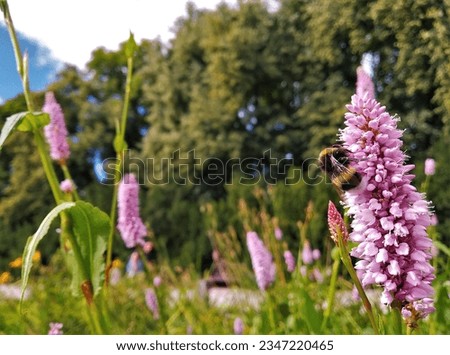 Cute bumble bee pollinating pink flowers in Hvezda Nature Reserve in Prague, Czechia on sunny summer day. The reserve is popular place for walking, jogging and other outdoor activities and sports.