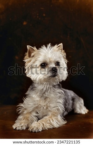 beautiful yorkie dog puppy yorkshire terrier
