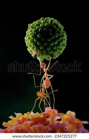 ant carrying the fruit on flower