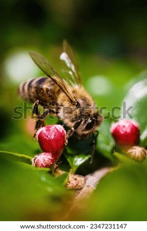 Honeybee insect image stock photo 