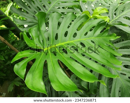 Leaf of Monstera deliciosa or the Swiss cheese plant or split leaf philodendron.