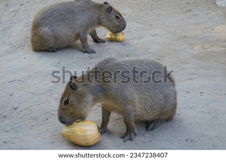 two capybaras sit on the ground and eat a pumpkin