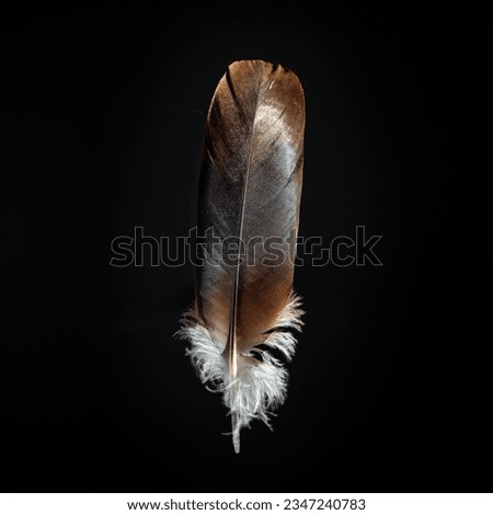 beautiful bird feather on dark background