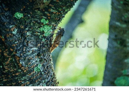 Abra cicada, a typical summer insect Royalty-Free Stock Photo #2347261671