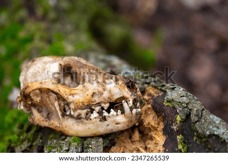 Animal bones, skull on the ground. Skull of a wolf or dog. Death of animals, pestilence. Skull of a predatory animal with fangs. Royalty-Free Stock Photo #2347265539