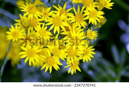 Hoary Ragwort (Senecio eructifolius or Jacobaea erucifolia) in full bloom with its bright yellow flowers on waste ground in Aberdeen, Scotland Royalty-Free Stock Photo #2347270741