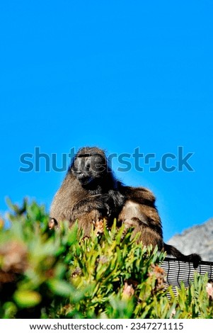 African baboon sitting down and looking forward