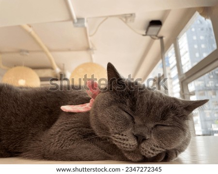 Beautiful British cat short hair sleeping