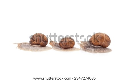 Three beautiful snails with isolated on a white background.