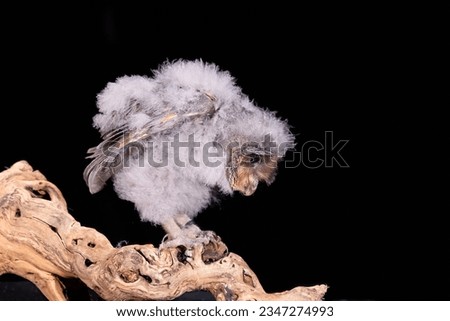 Black Barn Owl chicks (pair)