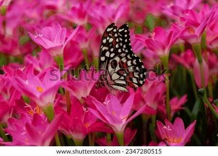 Butterfly flying over flowers and collect honey in a flower garden