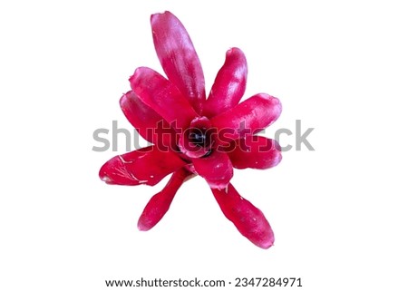 Close-up of the bright red foliage of Neoregelia Fireball, an ornamental plant in the Bromiliaceae family. isolated on white background
