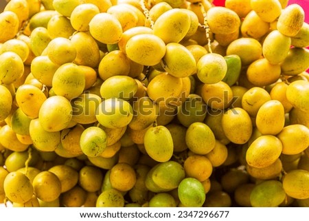 fresh dates,Close up Ripped date Fruits cluster hanging on a palm tree