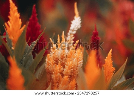 Autumn seasonal exotic orange flowers growing in the field. Background for autumn greeting cards, posters, calendars
