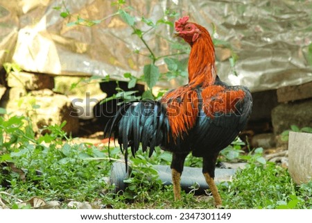 the background of a rooster with a beautiful color and a stocky body on a farm
