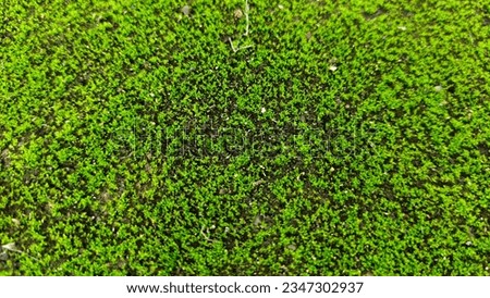 The moss that grows on the concrete road in the rainy season. The beauty of the natural fresh green background. soft