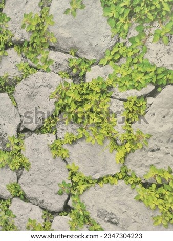 this is a wallpaper of rock picture with weeds inside uts cracks. 