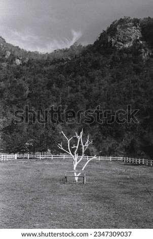 tree that have no leaves with mountain background