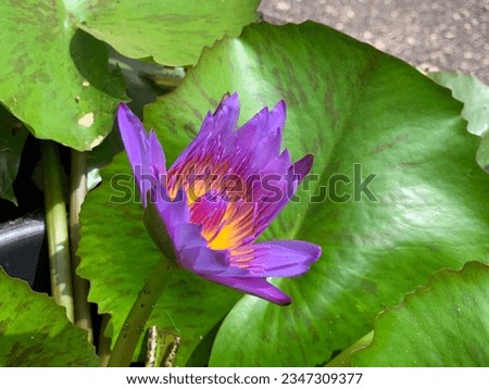 Purple lotus with yellow stamens blooming. and has a beautiful green lotus leaf