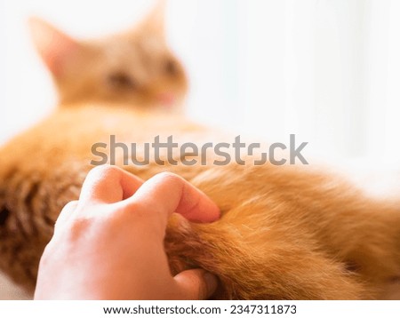 Human petting fluffy tabby ginger kitten with soft fur touch gentle massage butt scratch awaken sleepy female cat turn back look at camera. Bum pat care of pets with hand and finger Close up look  Royalty-Free Stock Photo #2347311873