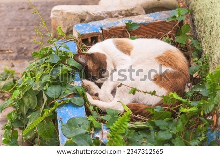 A multi-colored cat sleeps in a flower bed during the summer heat as the damp bed and plants allow them to survive critical temperatures that make them and even humans sleepy, sluggish and tired