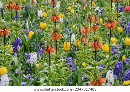 mixed field with hyacinths, tulipa fritillaria and muscari Royalty-Free Stock Photo #2347317483