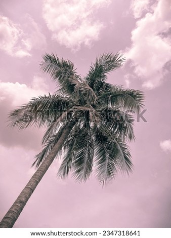 Against the canvas of a clear blue sky, the coconut tree stands tall, its fronds reaching out in a graceful dance, symbolizing nature's claim to the endless expanse of the pure purple sky