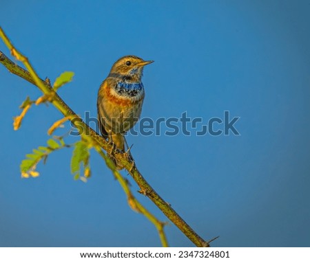 A Blue Throat bird looking into Camera Royalty-Free Stock Photo #2347324801