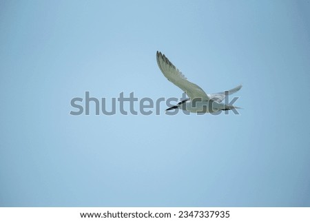 seagull flying high on the wind. flying gull. Seagull flying on beautiful blue background and sunny day