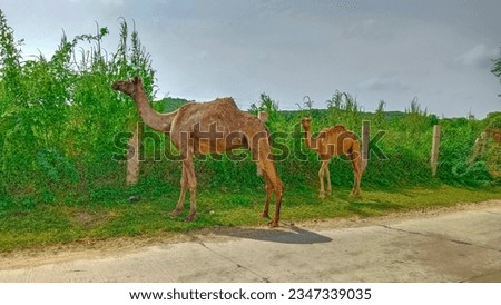 Beawar, Rajasthan, India, August 14, 2023: Camel with baby eats green crop next to a rural road at a village in Beawar district. Camels are known as the ship of the desert. Photo: Sumit Saraswat
