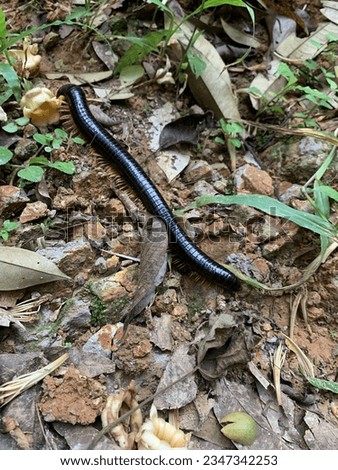 A picture of a Millipede. Millipede is arthropods that have two pairs of legs per segment. Millipedes are an order of invertebrate members belonging to the phylum Arthropoda, class Myriapoda