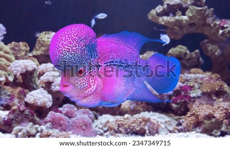 Flowerhorn Cichlid Colorful fish swimming in Aquarium deep blue freshwater fish tank. Flower horn fishes are ornamental fish that symbolizes the luck of feng shui in the home of the Asian people