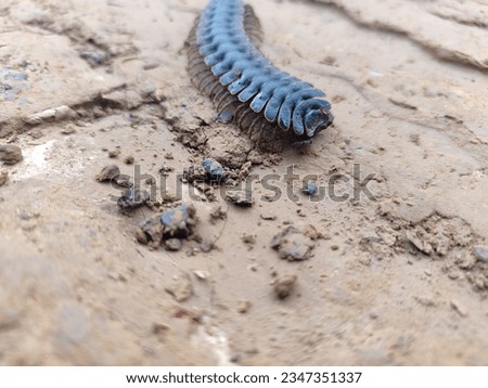 it turns out that I just found out that this type of animal is Tractor millipede (Polydesmida) from Borneo Royalty-Free Stock Photo #2347351337