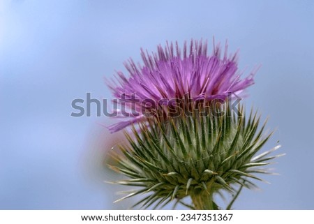 Purple thistle flower growing on the lawn. The prickly flower of a thorny plant blooming against the blue sky.


